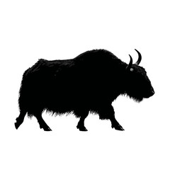Solid black silhouette of a yak walking