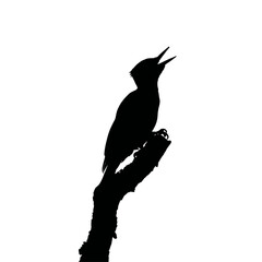 Solid black silhouette of a woodpecker drumming