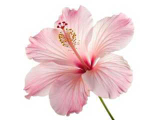 pink lily isolated on transparency or jpeg background