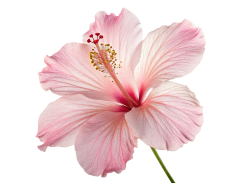 pink lily isolated on transparency or jpeg background