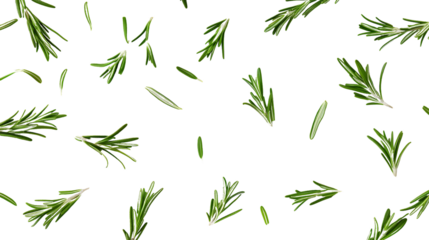 Falling Rosemary Leaves on White Background - Herbal Botanical Foliage Close-up