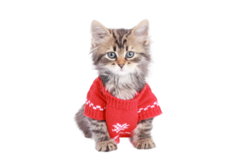 Cute fluffy kitten in red knitted sweater with snowflake pattern, sitting and looking at camera. Transparent PNG background. Perfect for winter, Christmas, or pet-themed design projects.