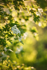 Photo of a flowering hawthorn bush.