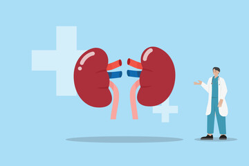Doctor kidney organ donation transplantation anatomy medicine surgery care disease vector illustration concept hospital healthcare and medicine patient human science support dialysis internal organ