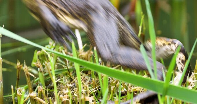 American bullfrog on grass at a pondside