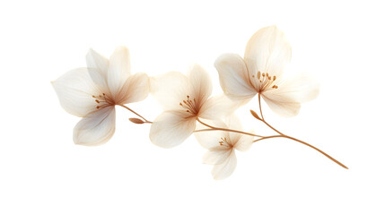 Fototapeta premium Elegant White Orchid Flower Isolated on White Background for Design Projects
