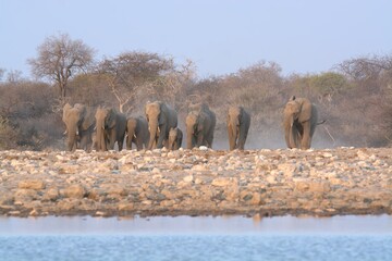 Obraz premium elephants in the water, african giant