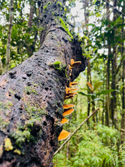 Nature’s Quiet Architects