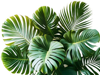 Green palm leaves isolated on white background, close up view. Tropical foliage banner with copy space for text and design with Isolated white background [PNG].
