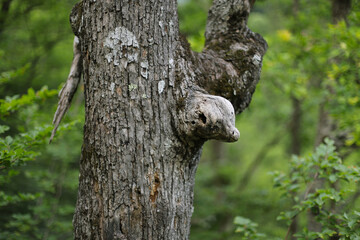 Strange detail on a tree in the forest