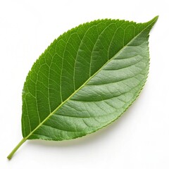 Obraz premium Vibrant green leaf, fresh botanical element, lush foliage, natural plant detail, isolated on white for design projects