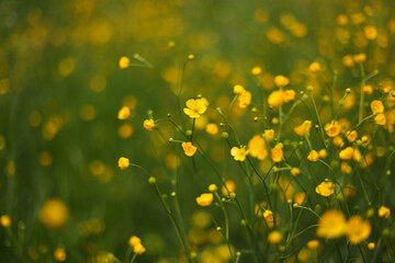 Meadow buttercup flower (Ranunculus acris)