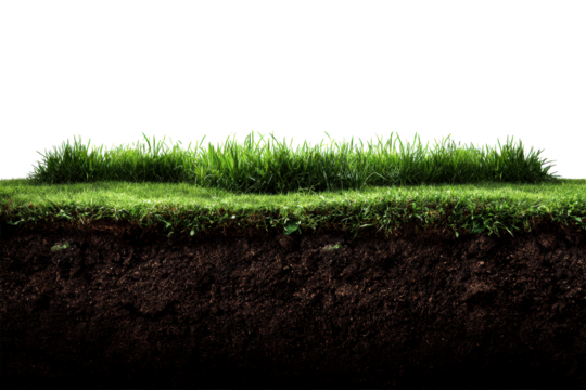Green grass with soil layer on transparent background