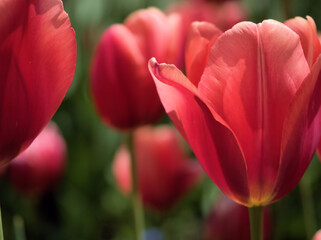 晴れた5月に咲いた美しいチューリップの花