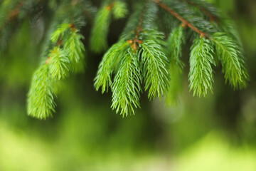 Close up of pine needles - Norway spruce (Picea abies)