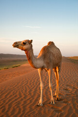 Sultanat d'Oman