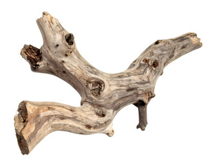 Driftwood branch close up isolated on white background, high detail