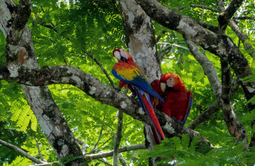 Two Scarlet Macaws (Ara macao) Perched in a Tree, Costa Rica