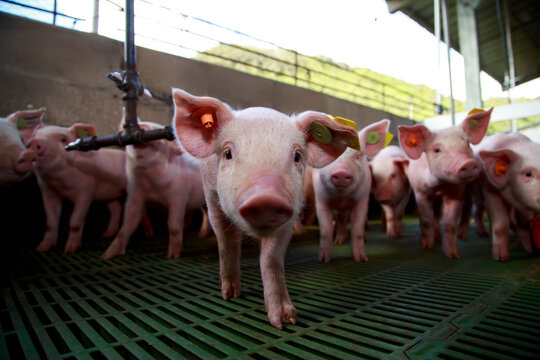 Early Growth and Environmental Conditions of Young Piglets in Controlled Housing Systems