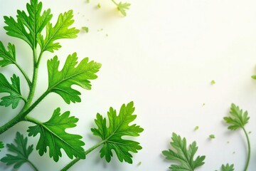 Fototapeta premium Delicate parsley leaf arrangement, repeating motif, background, healthy
