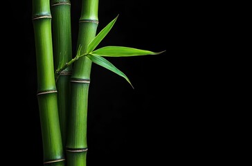 Obraz premium Close-up of vibrant green bamboo stalks with fresh leaves on a black background conveying simplicity and natural freshness