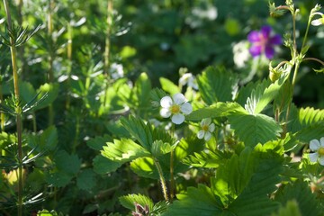 White flower of wild strawberry plant, backlit by low sun.