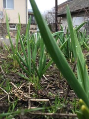 Obraz premium Low angle view of young green onion sprouts growing in fertile spring soil in backyard garden with blurred background of rural house and overcast sky ideal for organic farming and gardening concepts
