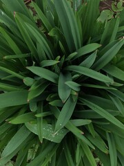 Fototapeta premium Top view of dense green plant leaves in early spring garden with natural daylight and moisture droplets perfect for organic gardening visuals and seasonal nature backgrounds
