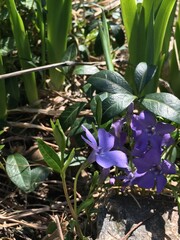 Close-up of violet periwinkle flowers blooming among green spring leaves in sunlight ideal for natural botany visuals, spring gardening content and eco-friendly floral decorations