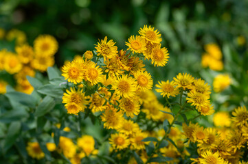 Inula spiraeifolia spirea-leaved fleabane flowers in bloom, beautiful summer autumn yellow flowering ornamental plant