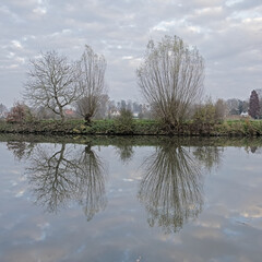  Bare pollard willlows and poplars reflecting in the water of river Lys on a cloudy winter day  in...