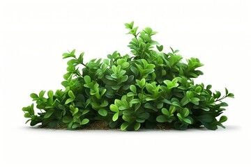 Fototapeta premium Green plant herbs leaf.