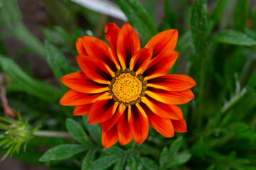 Gazania rigens splendens, treasure flower, talent mix, daybreak bronze in bloom, bright orange ornamental flowering plant