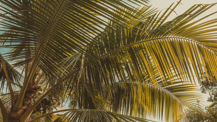 Sunlight Through Palm Fronds