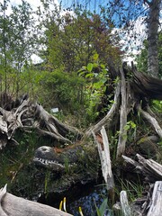 Alligator peeking from dirty park lake