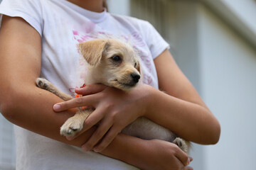 
Puppy adopted from animal shelter in girl's arms