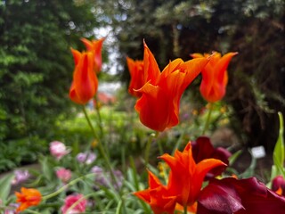 red tulips in the garden