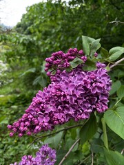 Beautiful purple lilac blossoms in park