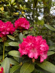 Vibrant rhododendrons among green leaves