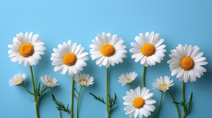 Fototapeta premium The scene is set in a garden with a backdrop of chamomile flowers
