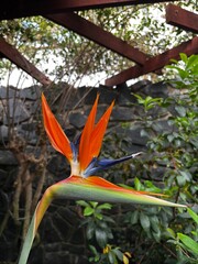 orange-blue flower blossom
