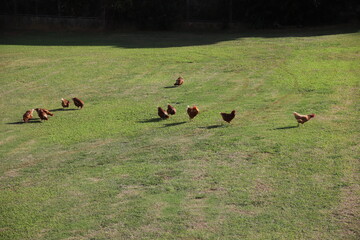 放し飼いの養鶏業