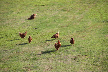 放し飼いの養鶏業