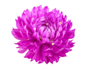 Purple Globe Amaranth Flower Blooming on Transparent Background