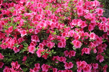 東村のつつじまつりのツツジの花