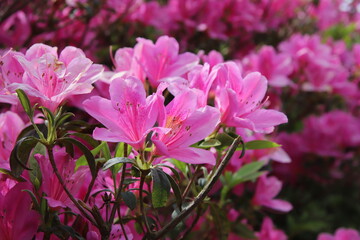 東村のつつじまつりのツツジの花