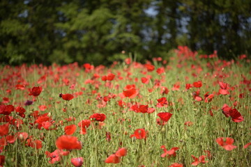 Fototapeta premium 양귀비 밭