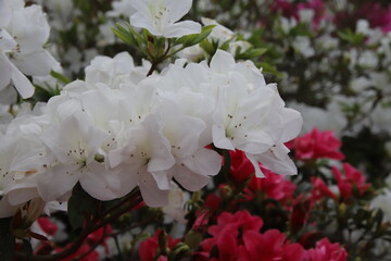 東村のつつじまつりのツツジの白い花