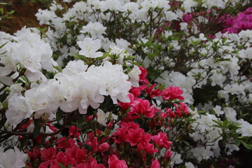 東村のつつじまつりのツツジの花