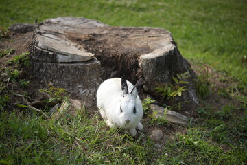 토끼 앞모습 © 가은 김